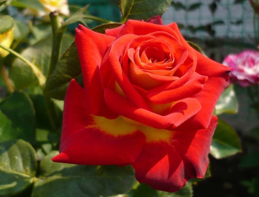 Роза френдшип фото и описание отзывы