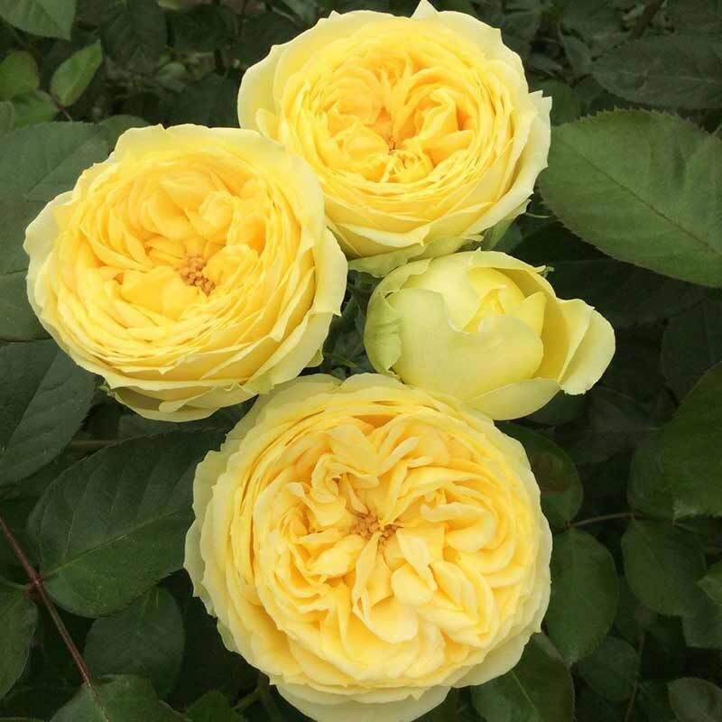 Роза каталина фото и описание отзывы