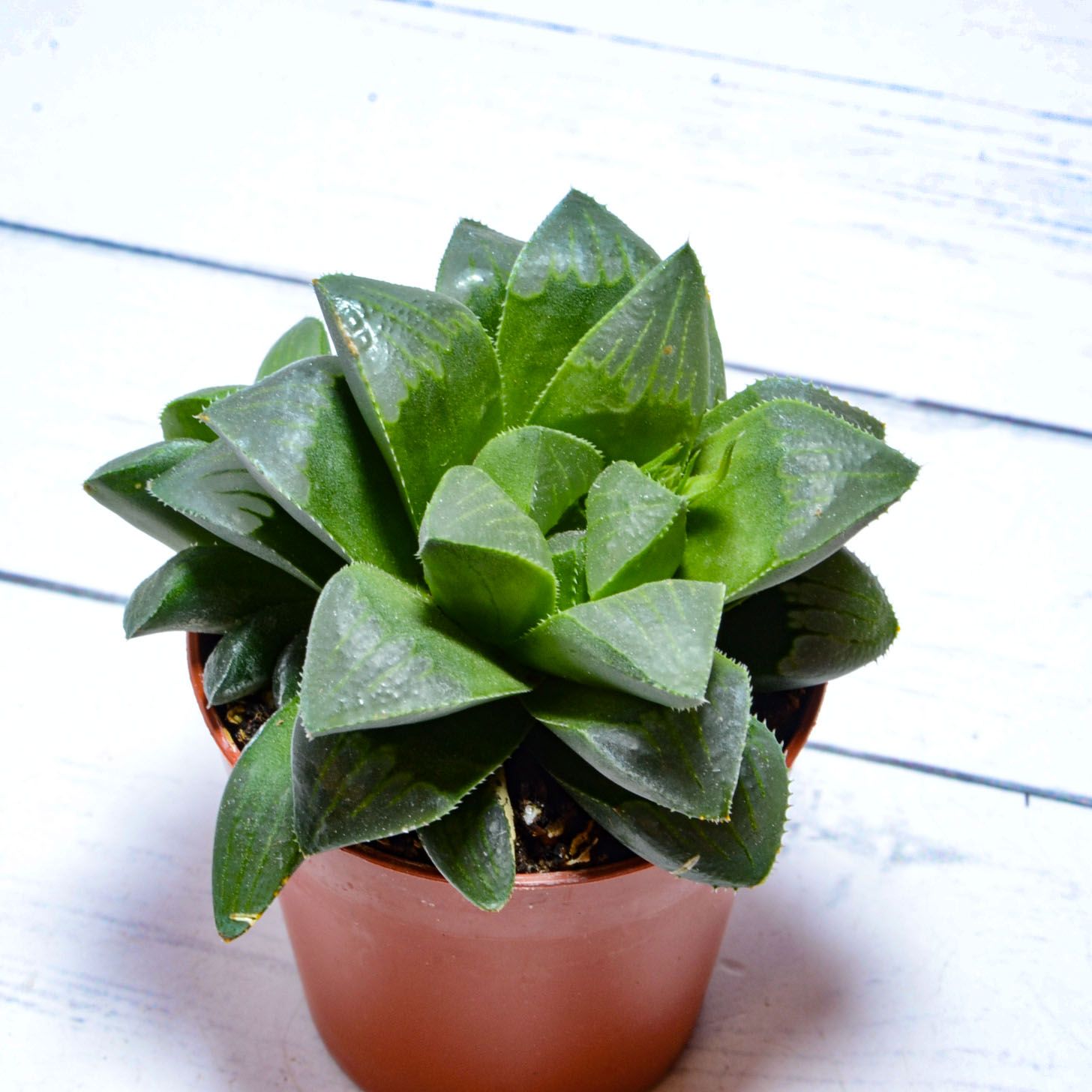 Суккулент Haworthia Retusa (Хавортия). Диаметр горшка 5 см. Субстрат Succuterra Classic и фирменный горшочек в комплекте.