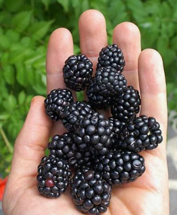 Ежевика Агавам Купить Саженцы