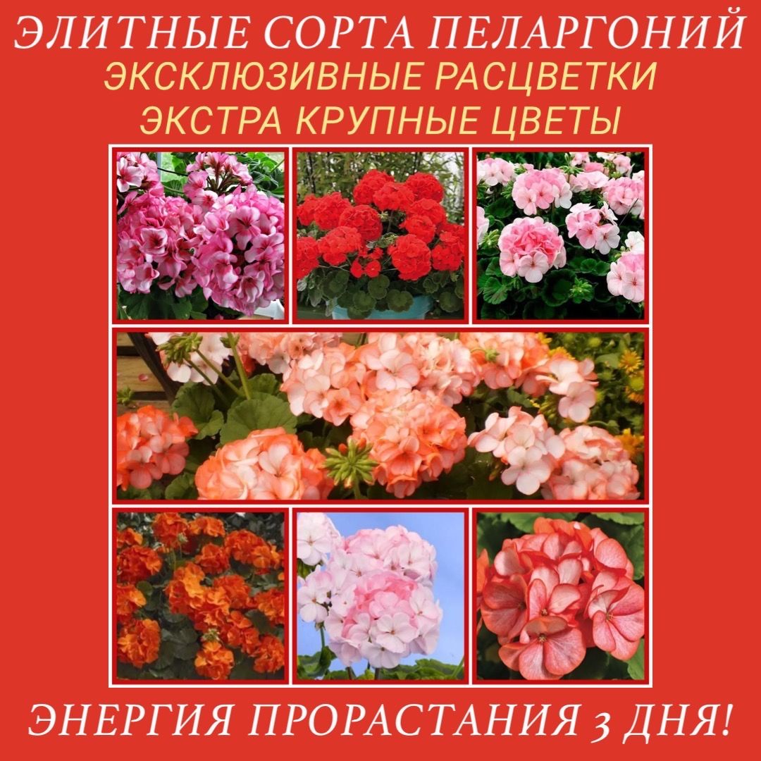 Желтая Герань Купить Семена