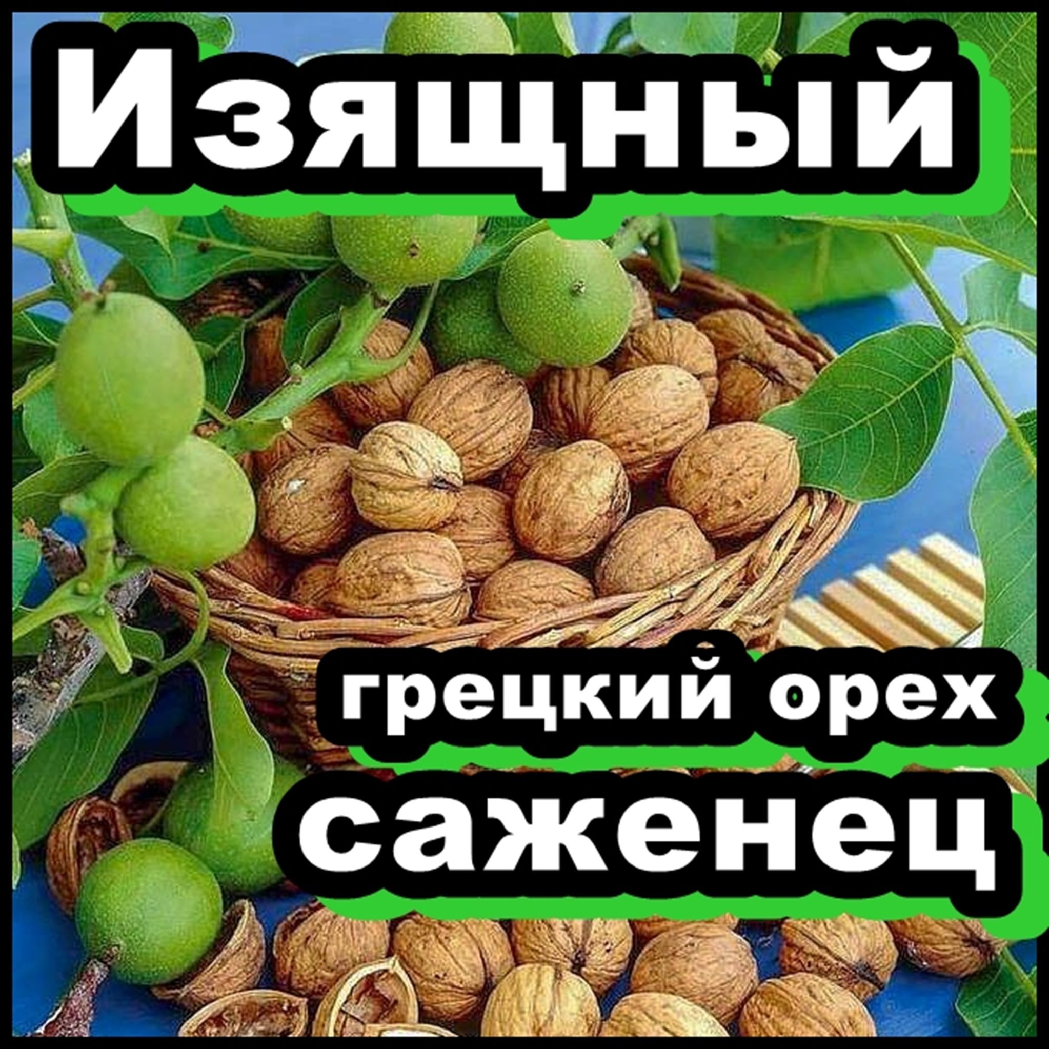 Магнолия Саженцы Голд Стар Купить В Москве