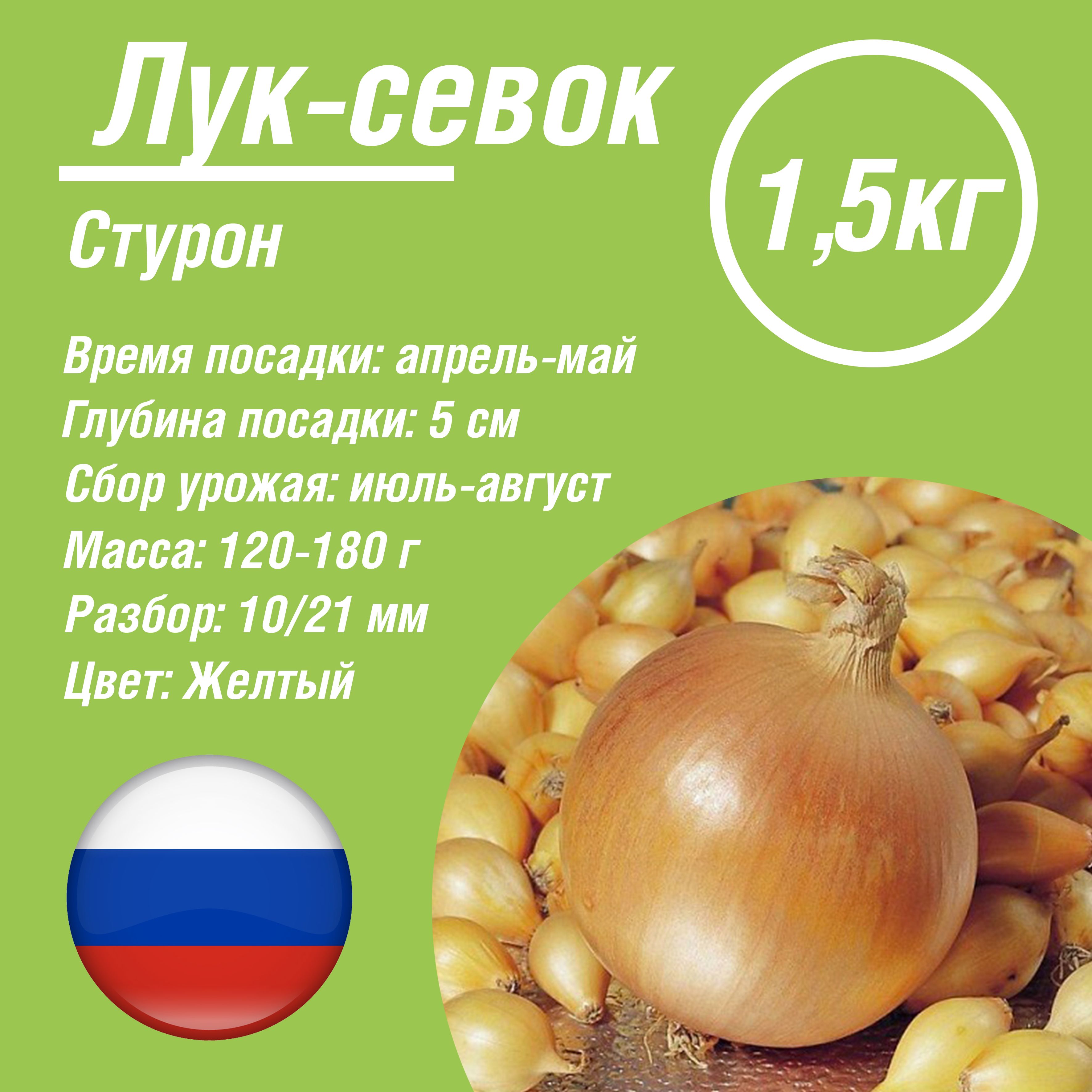 Лук Стурон Описание Сорта Фото Отзывы Цена