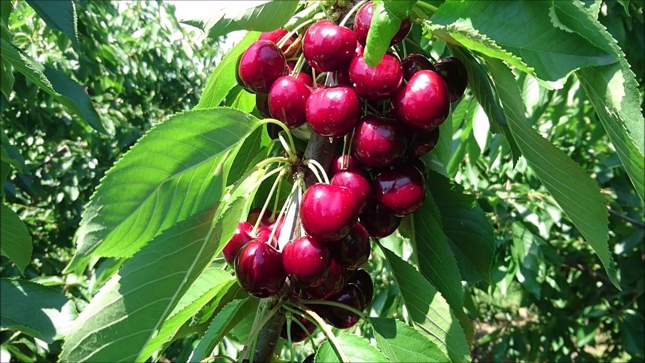 Сорт черешни лапинс. Черешня лапинс. Черешня лапинс. Сорт черешни лапинс. Черешня сорт романовка.