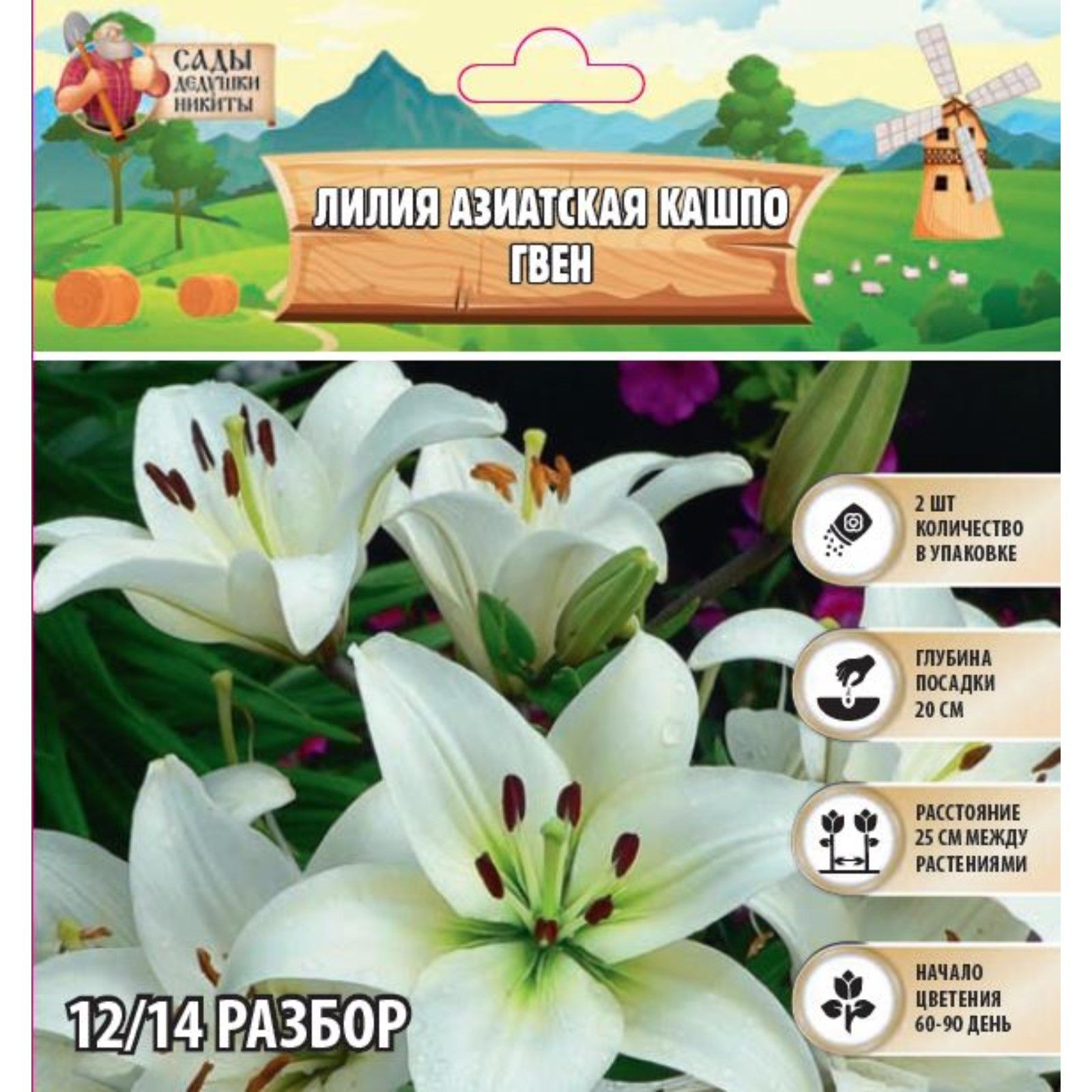 Купить Азиатские Лилии В Интернет Магазине