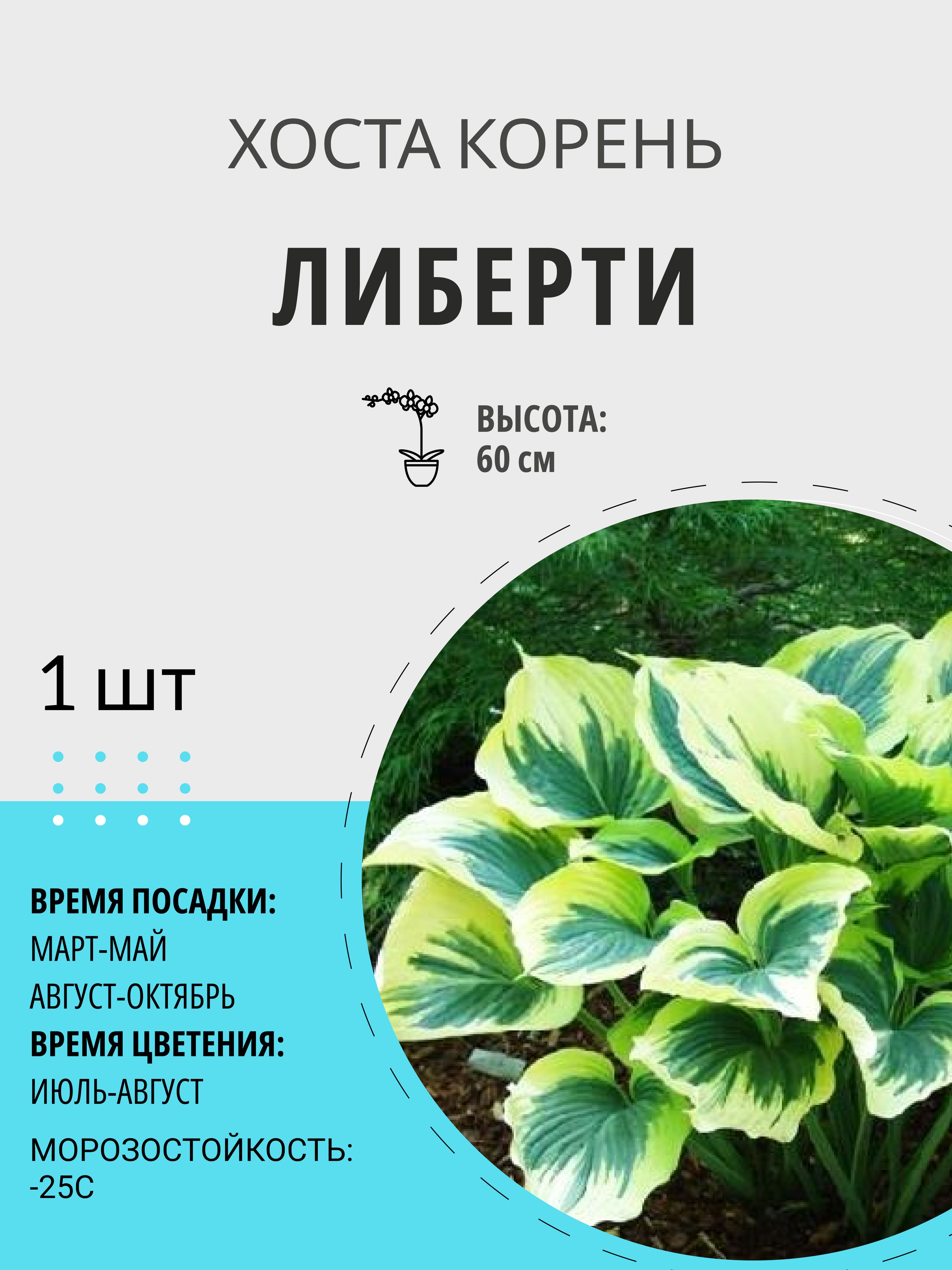 Саженцы Хост Купить В Леруа Мерлен Калуга