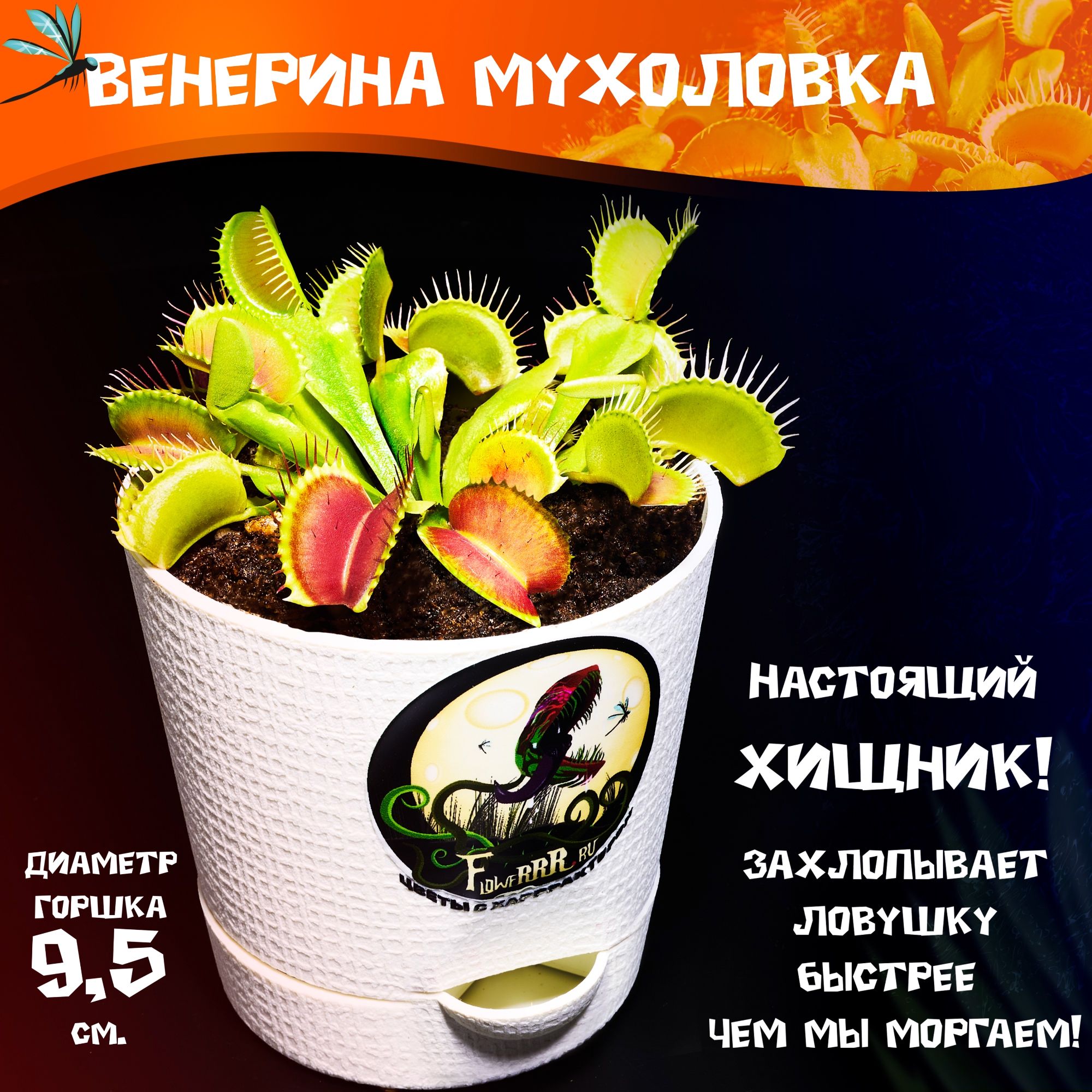 Flowerrr Дионея (Венерина Мухоловка), Дионея, цвет белый, 10 см, 1 шт