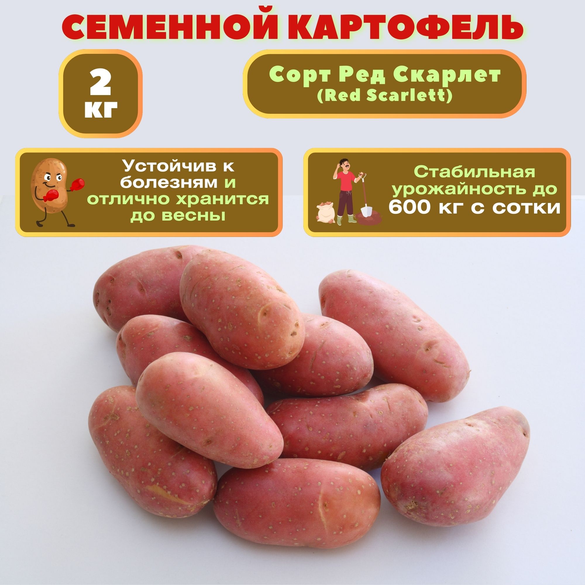 КартофельРедСкарлет,семенной,2кг,популярныйголландскийраннеспелыйкрасныйсорт,отличносохраняется,пригодендлямеханизированнойуборки,вкусенвжареномвиде,всупахисалатах