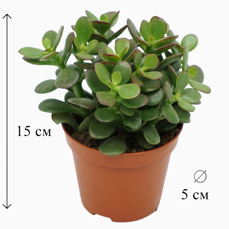 Крассула Овата Минор 5/15 CF