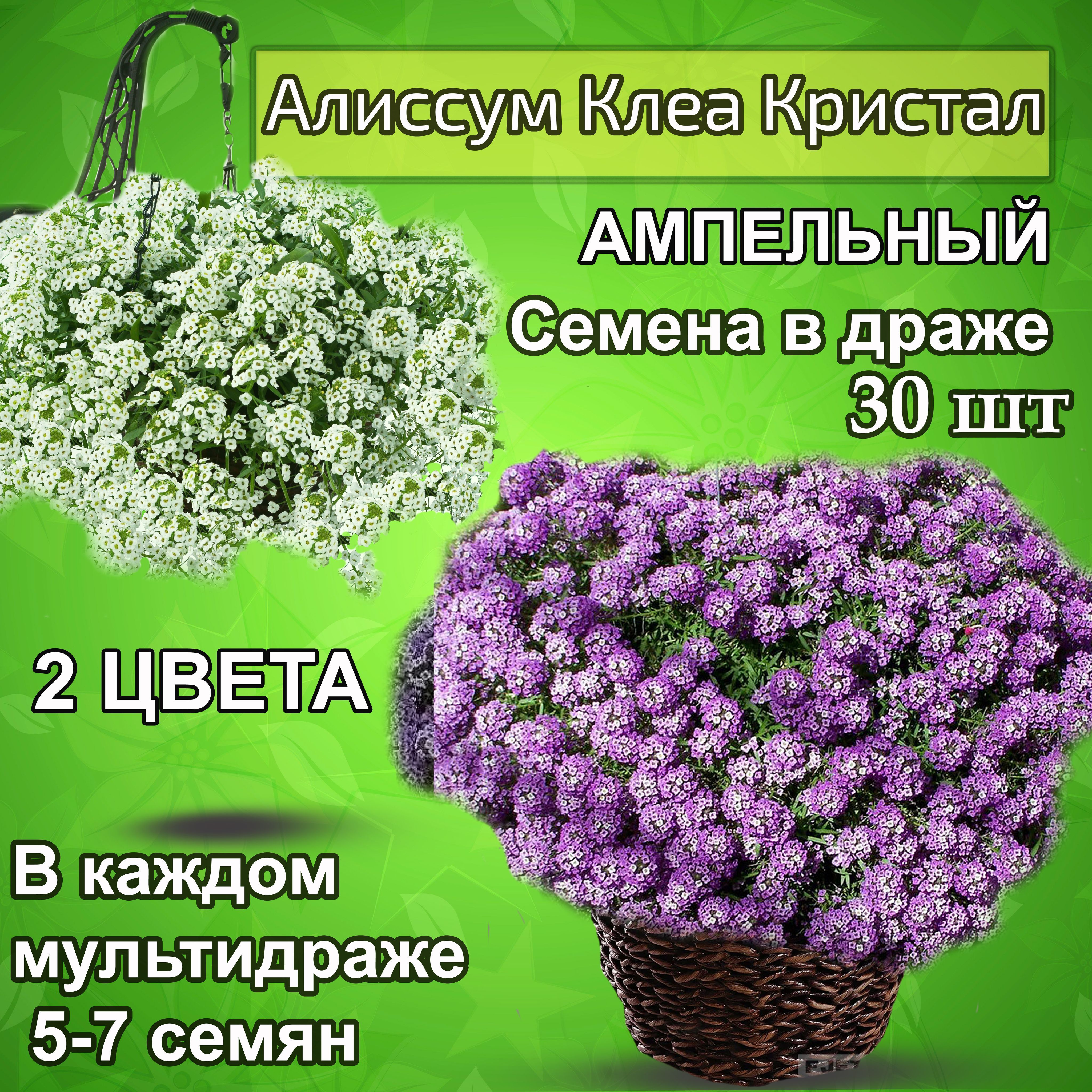 Алиссум семена. Алиссум ампельный Кристалл Вайт и Лавендер Шейдс, мультидраже 30 шт