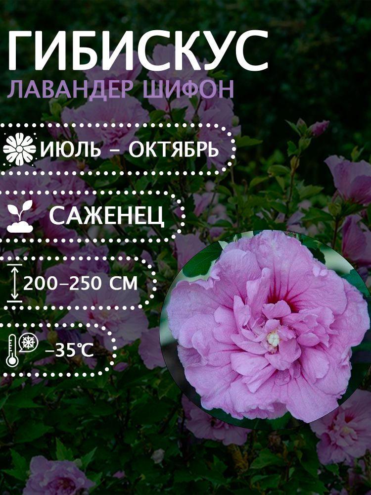 Гибискус сирийский "Лавандер шифон" саженец.