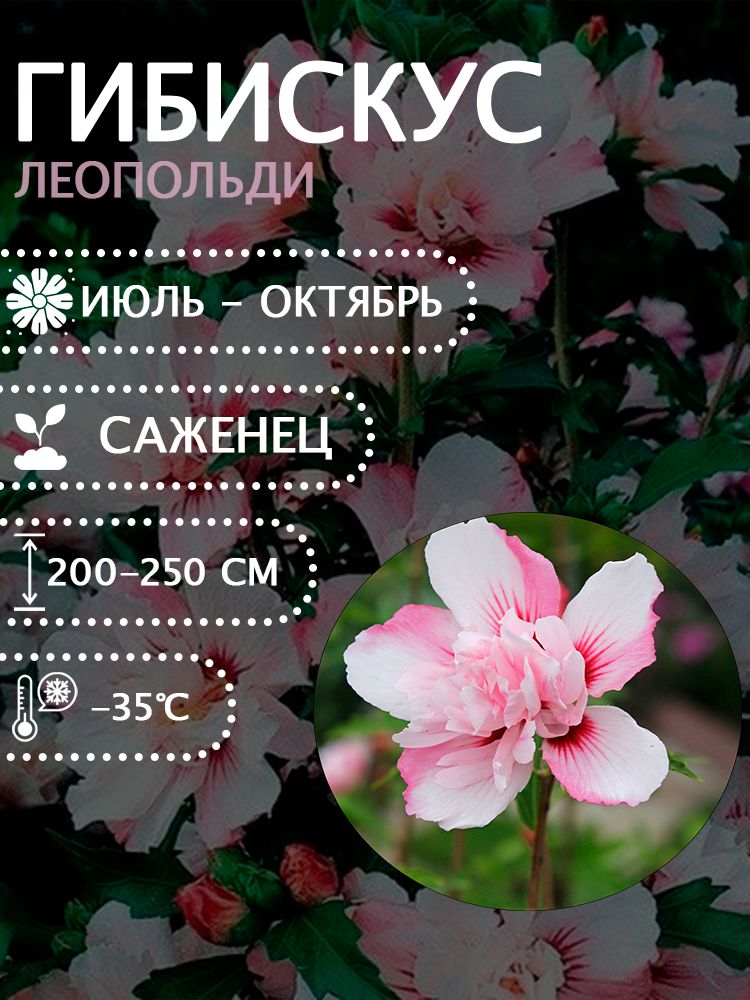 Гибискус сирийский "Леопольди" саженец.