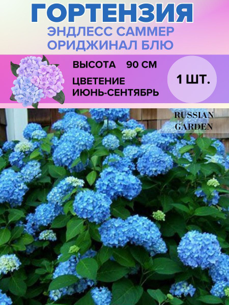 Гортензия метельчатая, саженец 1 штука купить на OZON по низкой цене ...