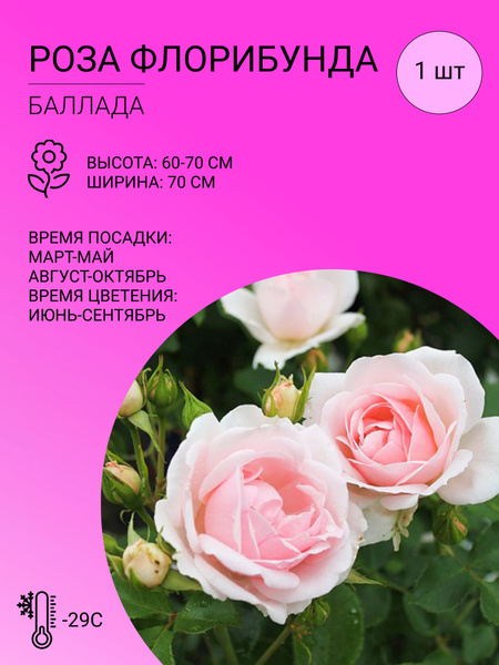 Роза роза флорибунда - купить по выгодным ценам в интернет-магазине ...