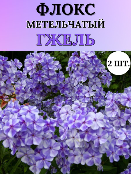Луковицы Флоксы Russian Garden купить по выгодной цене в интернет ...