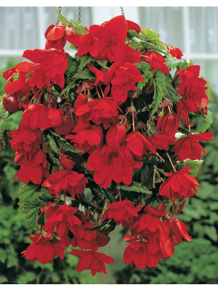 Луковицы Бегонии, Бегония декоративнолиственная COLORLINE купить по ...