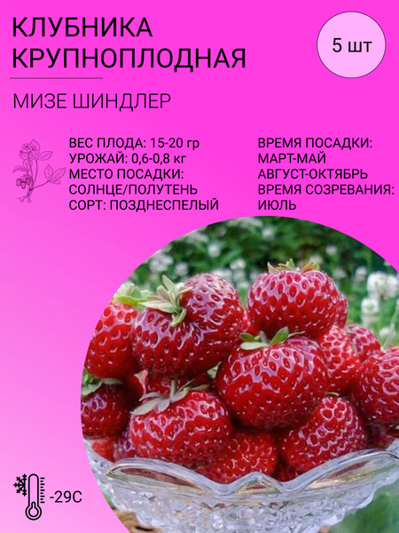 Клубника Крупноплодная клубника 5 шт - купить по выгодным ценам в ...
