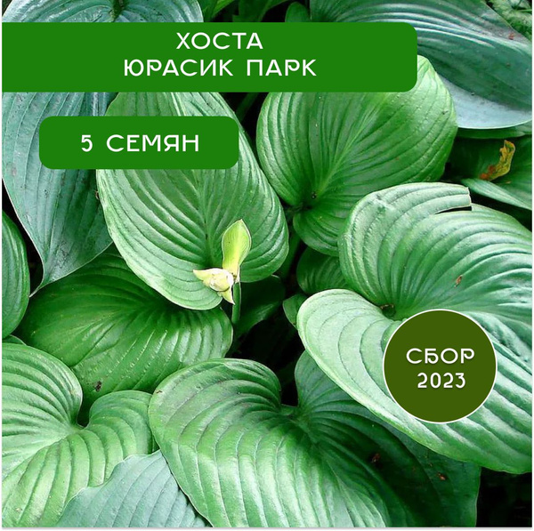 Хосты Пальмы - купить по выгодным ценам в интернет-магазине OZON ...