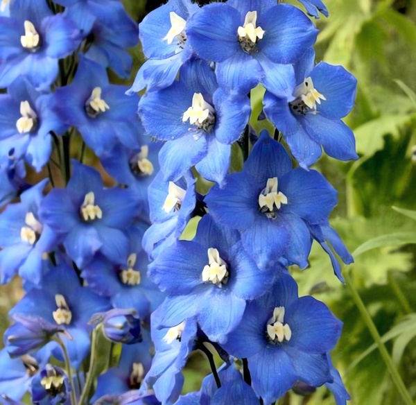 Рассада Дельфиниум (живокость) культурный Pacific Giant Blue Bird, С1 ...