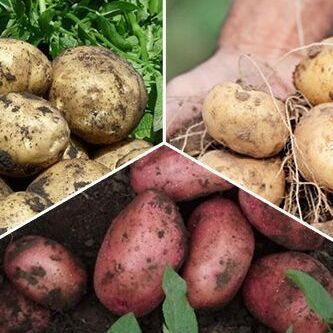 Набор семенного картофеля 23 купить на OZON по низкой цене (1544712876)