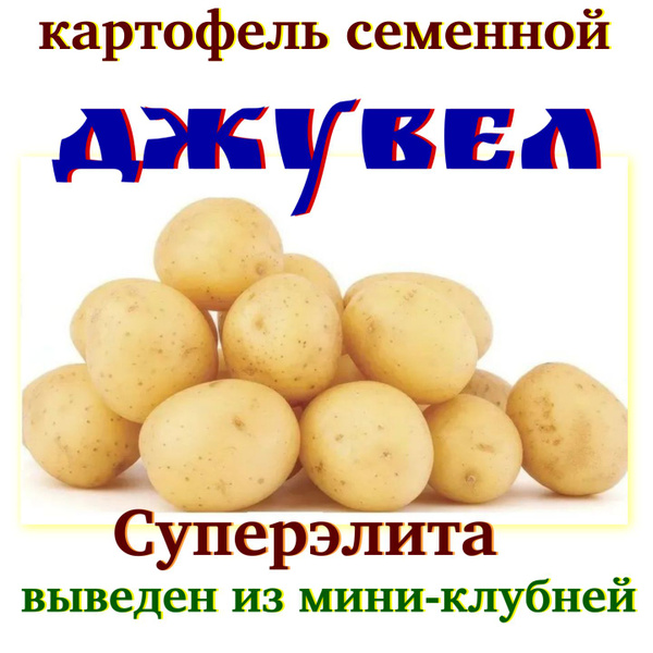 Клубни Картофель купить по выгодной цене в интернет-магазине OZON ...
