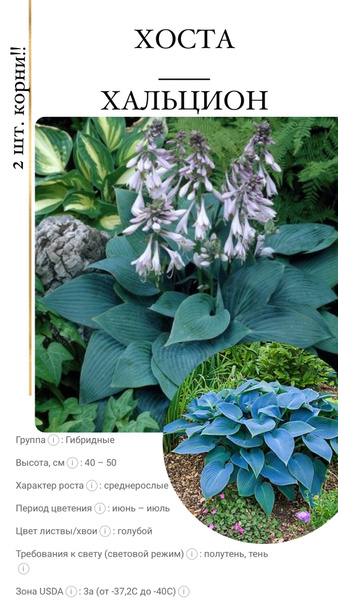 Луковицы Хосты купить по выгодной цене в интернет-магазине OZON ...