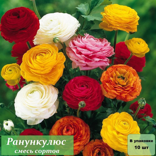 Луковицы Лютик (Ранункулюс садовый) купить по выгодной цене в интернет ...