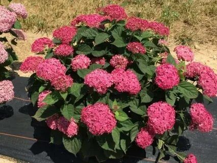 Гортензия древовидная Мэджикал Пинкербелл - купить с доставкой по ...