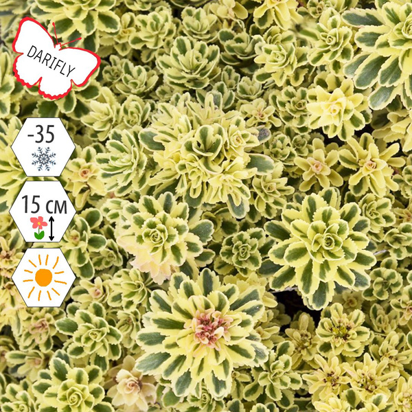 Очиток такесимский Атлантис (Sedum tekesimense Atlantis), многолетник ...