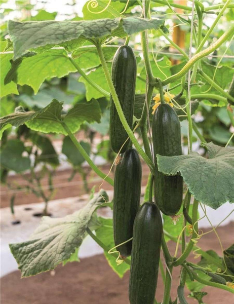 Огурцы alexagro огурцы_1 - купить по выгодным ценам в интернет-магазине ...