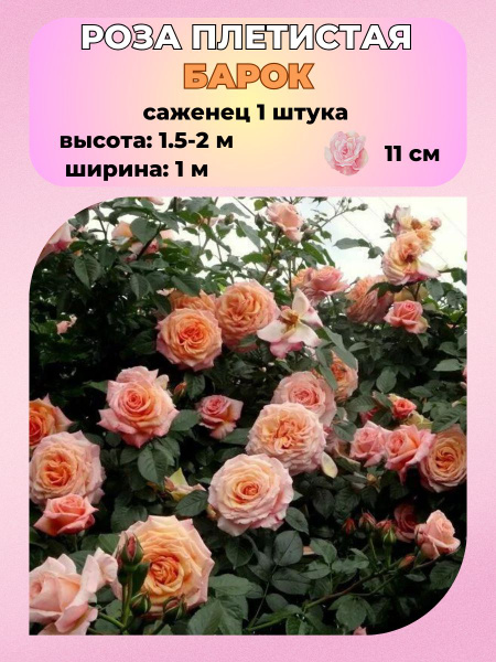 Роза плетистая 1 шт., саженцы розы купить на OZON по низкой цене ...
