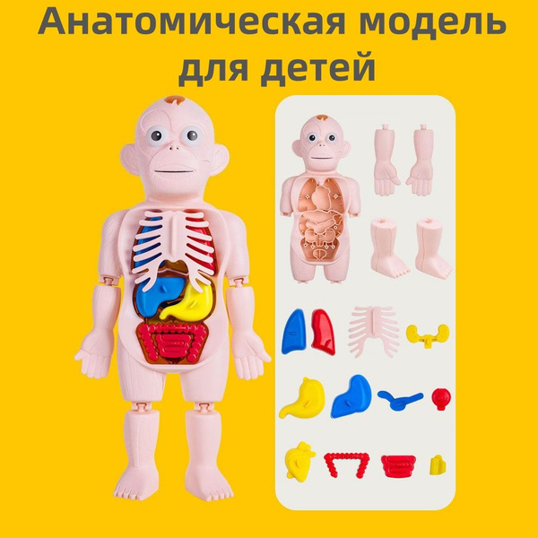 Анатомическая модель для детей "Строение тела человека", с ...