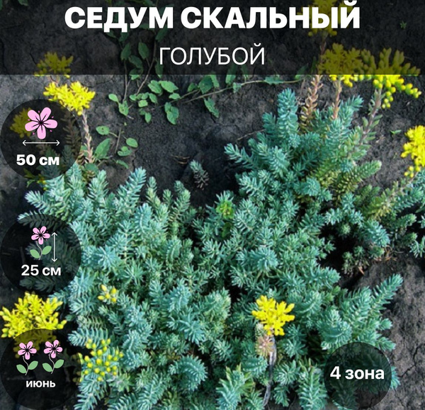 Клубни Очиток (Седум) COLORLINE купить по выгодной цене в интернет ...