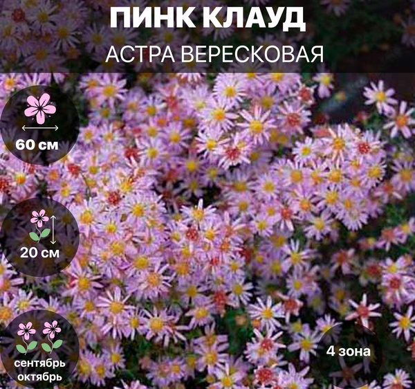 Астра вересковая Пинк Клауд купить на OZON по низкой цене (1628860729)