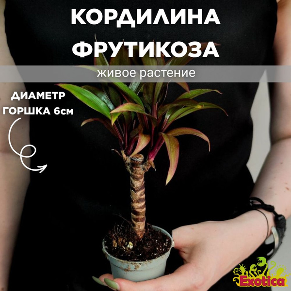 Кордилина Exotica, 6 дм, 02214 шт - купить по выгодной цене в интернет ...