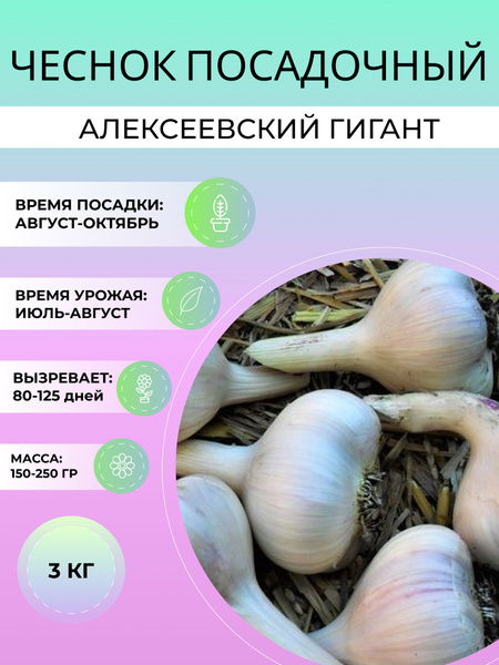 Чеснок Алексеевский Гигант посадочный озимый 3 кг купить на OZON по ...