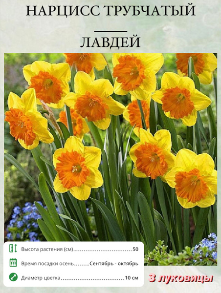 Нарцисс луковичные цветы купить на OZON по низкой цене (1649064354)