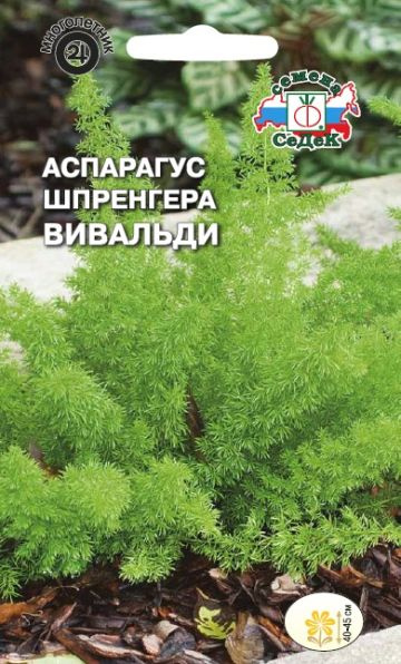Аспарагус Седек Аспарагус Кистистый Шпренгера Вивальди - купить по ...
