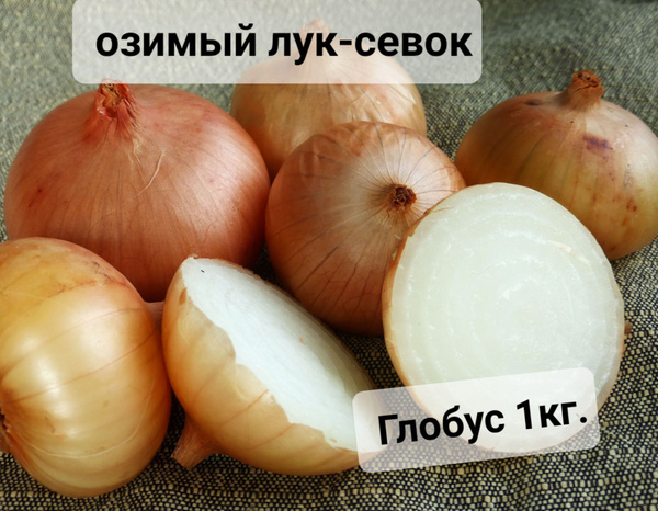 Луковицы Лук севок купить по выгодной цене в интернет-магазине OZON ...
