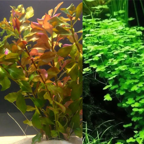 Набор для запуска аквариума из 2 живых аквариумных растений , Людвигия ...