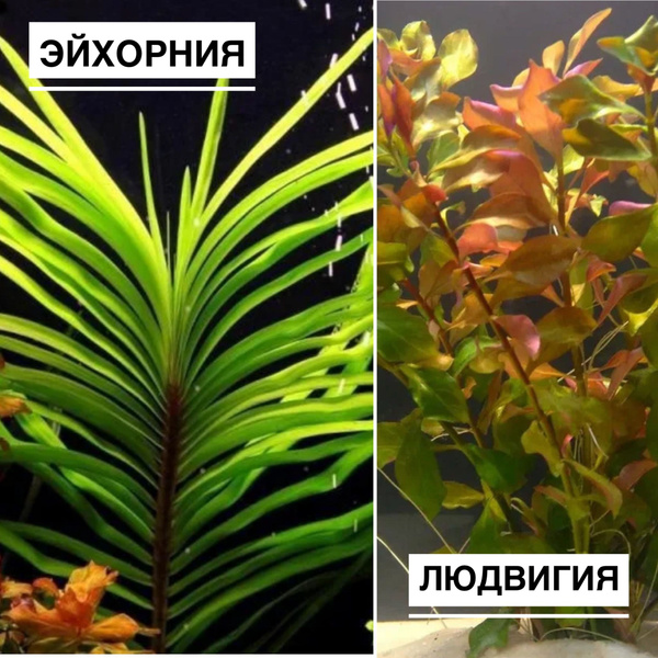 Набор для запуска аквариума из 2 живых аквариумных растений , Людвигия ...