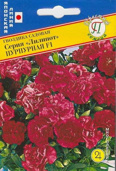 Гвоздики многолетние Гвоздика садовая Лилипот Пурпурная F1 (Япония) 5 ...