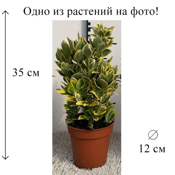 Бересклет японский микс 12/35 CF, 1 растение купить на OZON по низкой ...