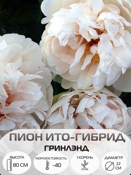 Корень пиона ито-гибрид Гринлэнд, многолетние цветы, саженец 1 шт ...