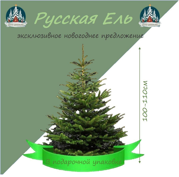 Елка живая, 100-125 см купить на OZON по низкой цене (1752125288)