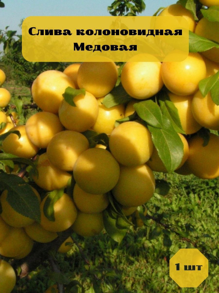 Слива колоновидная Медовая саженец купить на OZON по низкой цене ...