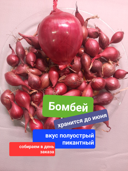 лук севок красный на посадку Бомбей 700 гр отборный купить на OZON по ...