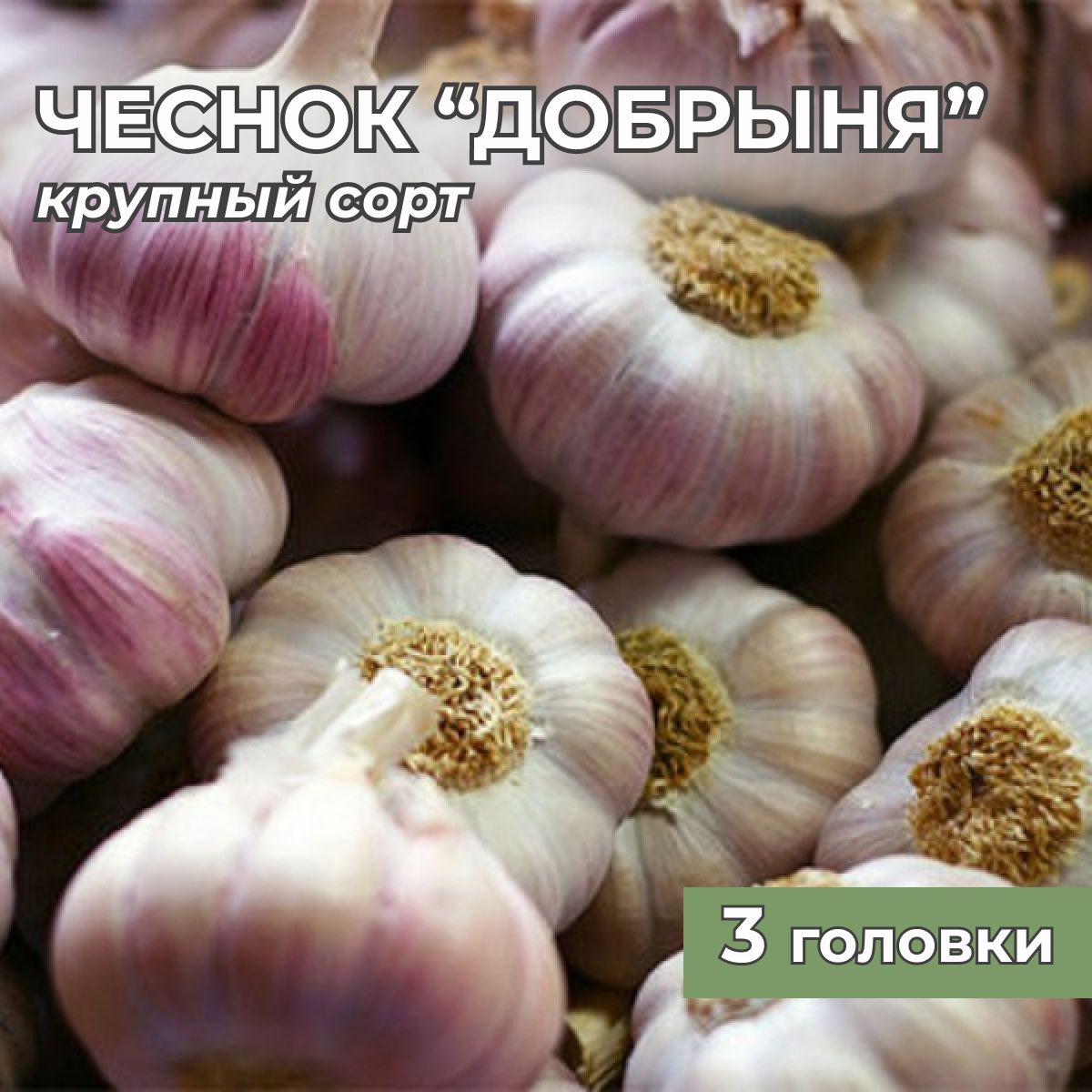 Чеснок Оптом Москве Купить