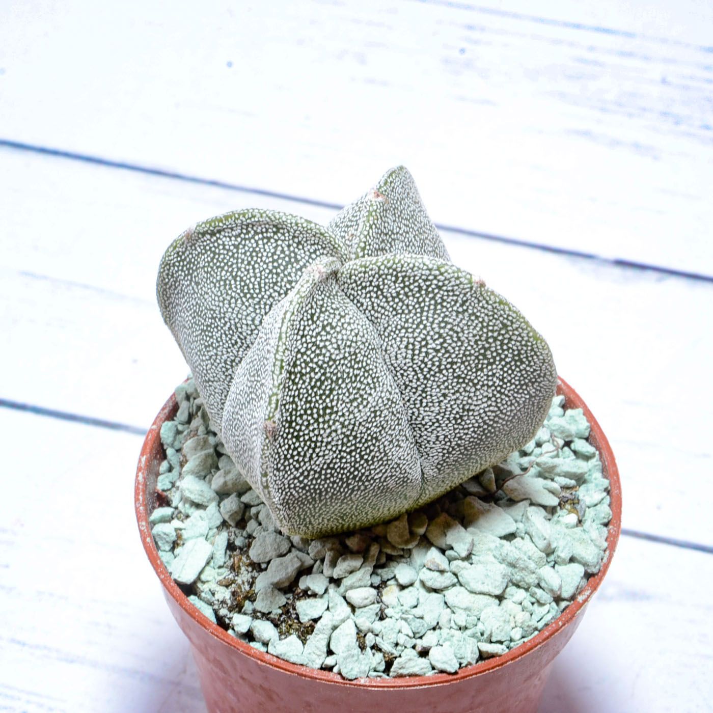 Кактус Astrophytum Myriostigma Quadricostatum (Астрофитум). Диаметр горшка 5 см. Субстрат Succuterra Classic и фирменный горшочек в комплекте.