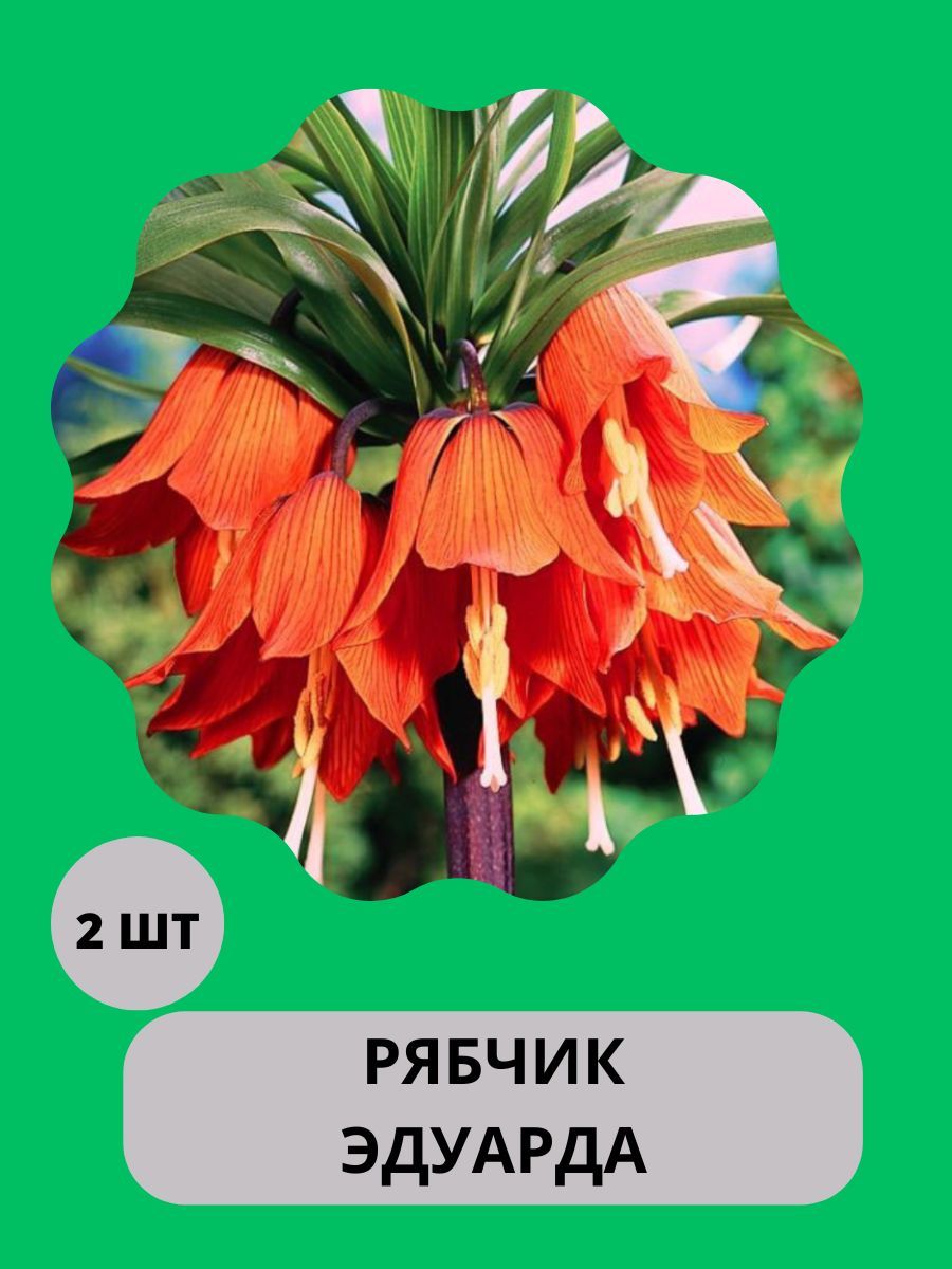 Купить Луковицы Рябчиков Недорого